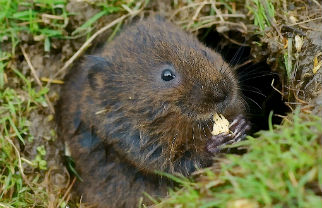 Once a common and familiar mammal, water vole numbers have declined greatly over the last two decades. They excavate extensive burrow systems into the banks of waterways, including sleeping/nest chambers at various levels in the steepest parts of the bank. Image by Peter G Trimming