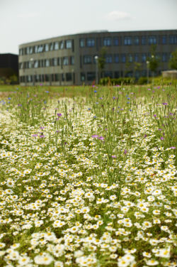 Flowers on Heslington East