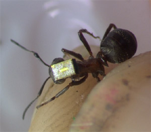 Northern hairy wood ant with one of the tiny radio receivers. Image: Changing Views