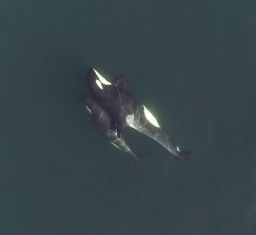 Two whales captured by drone footage
