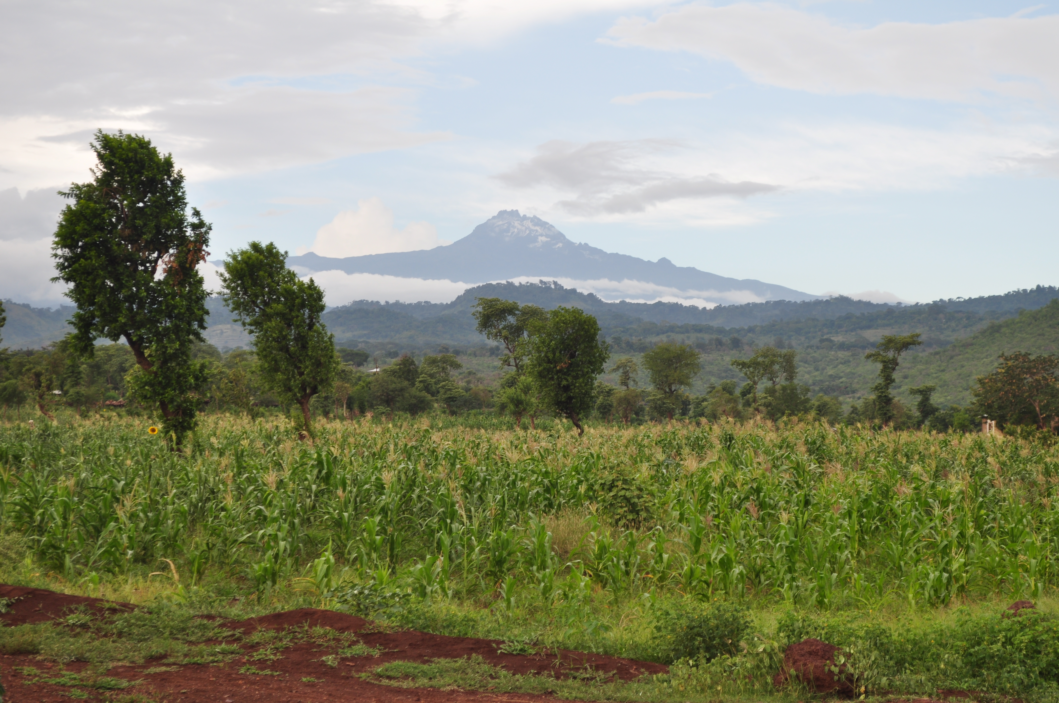 Image: North Pare mountains in Tanzania with maize fields in foreground