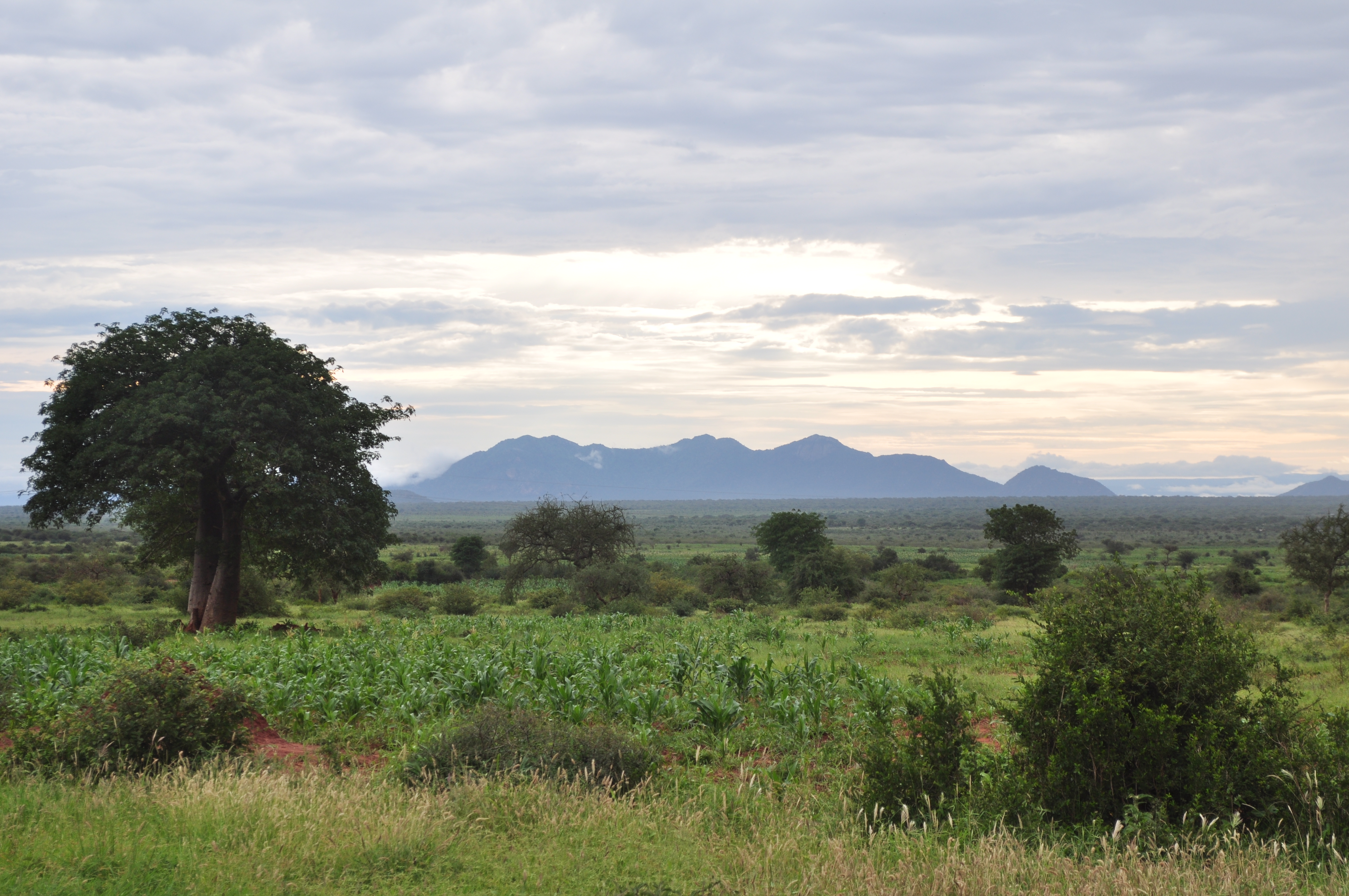 Image: North Pare mountains in Tanzania with maize fields in foreground