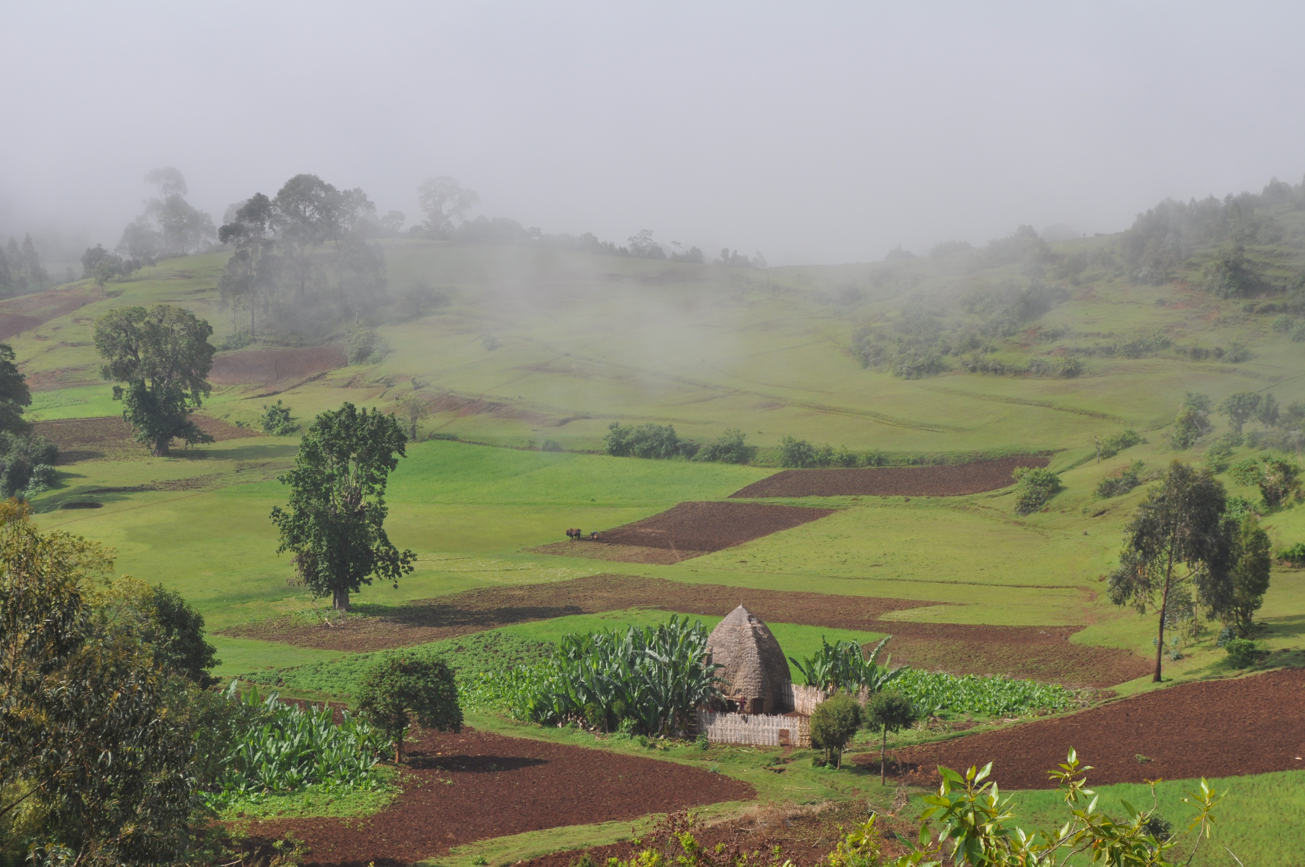 Image: Agricultural landscape, Ethiopian Highlands