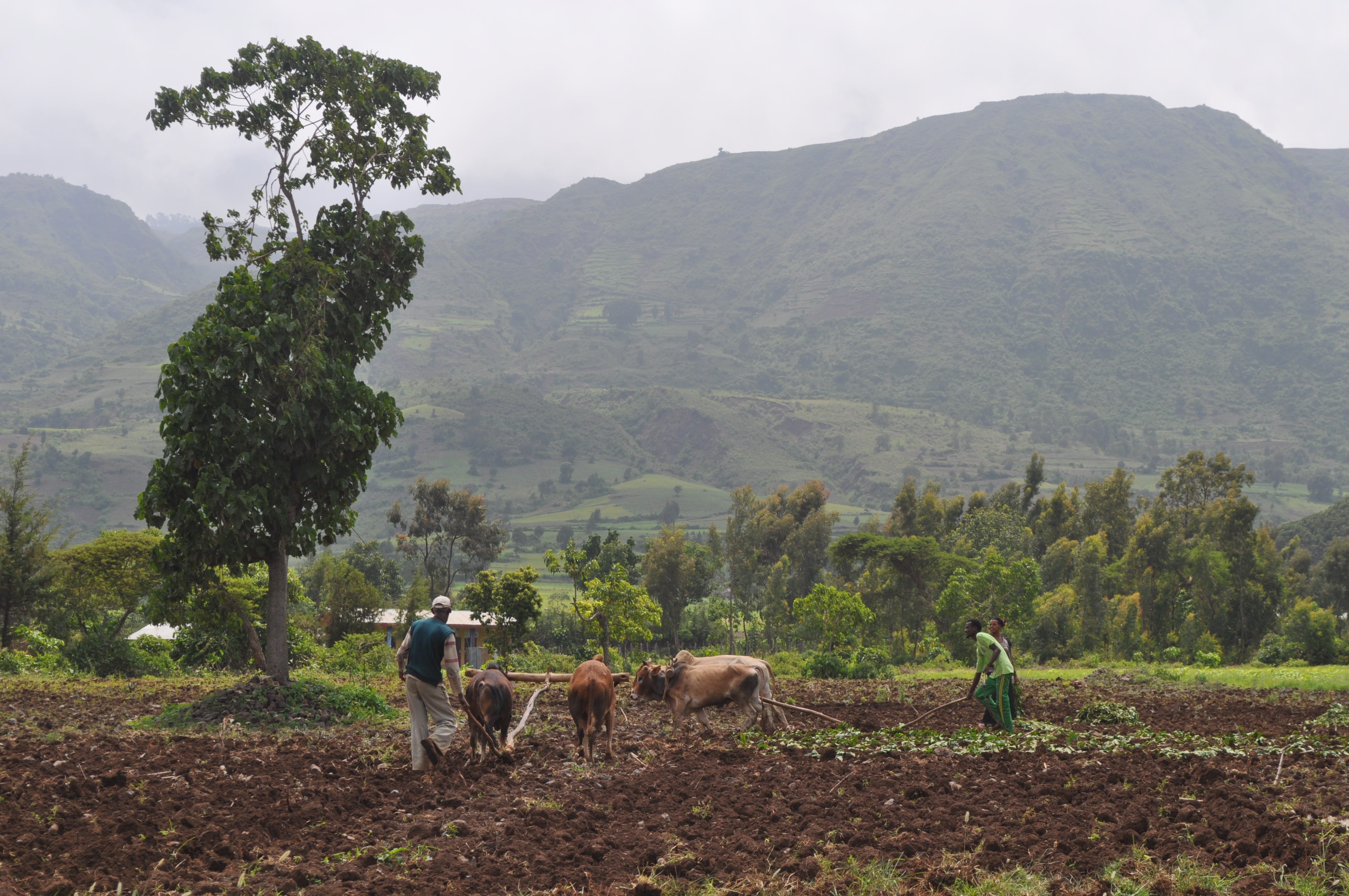 Image: Ploughing in the Gamo Highlands, Ethiopia