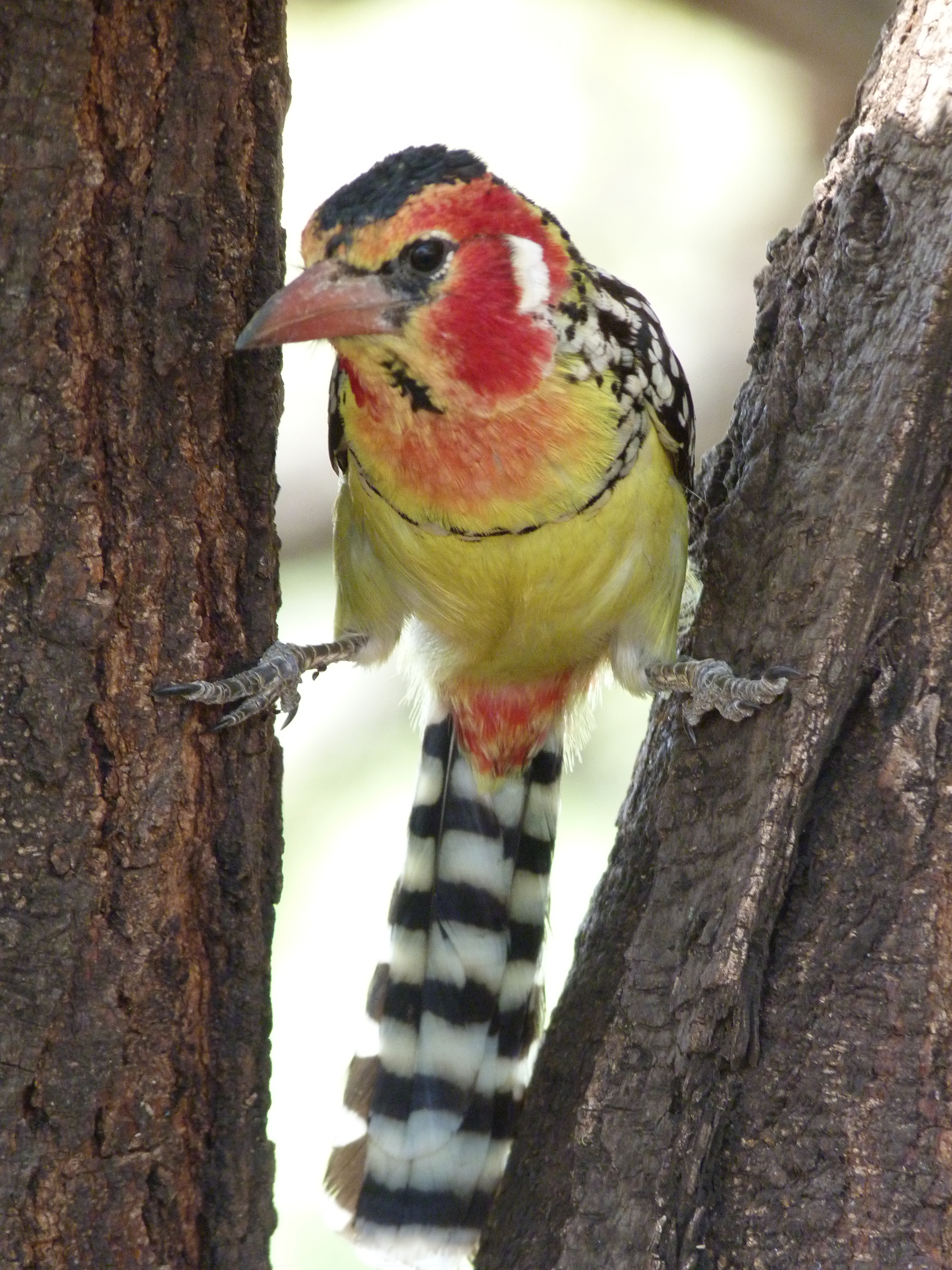 Image: Male Red and Yellow Barbet (Trachyphonus erythrocephalus) in Lake Manyara National Park, a typical dry bush species