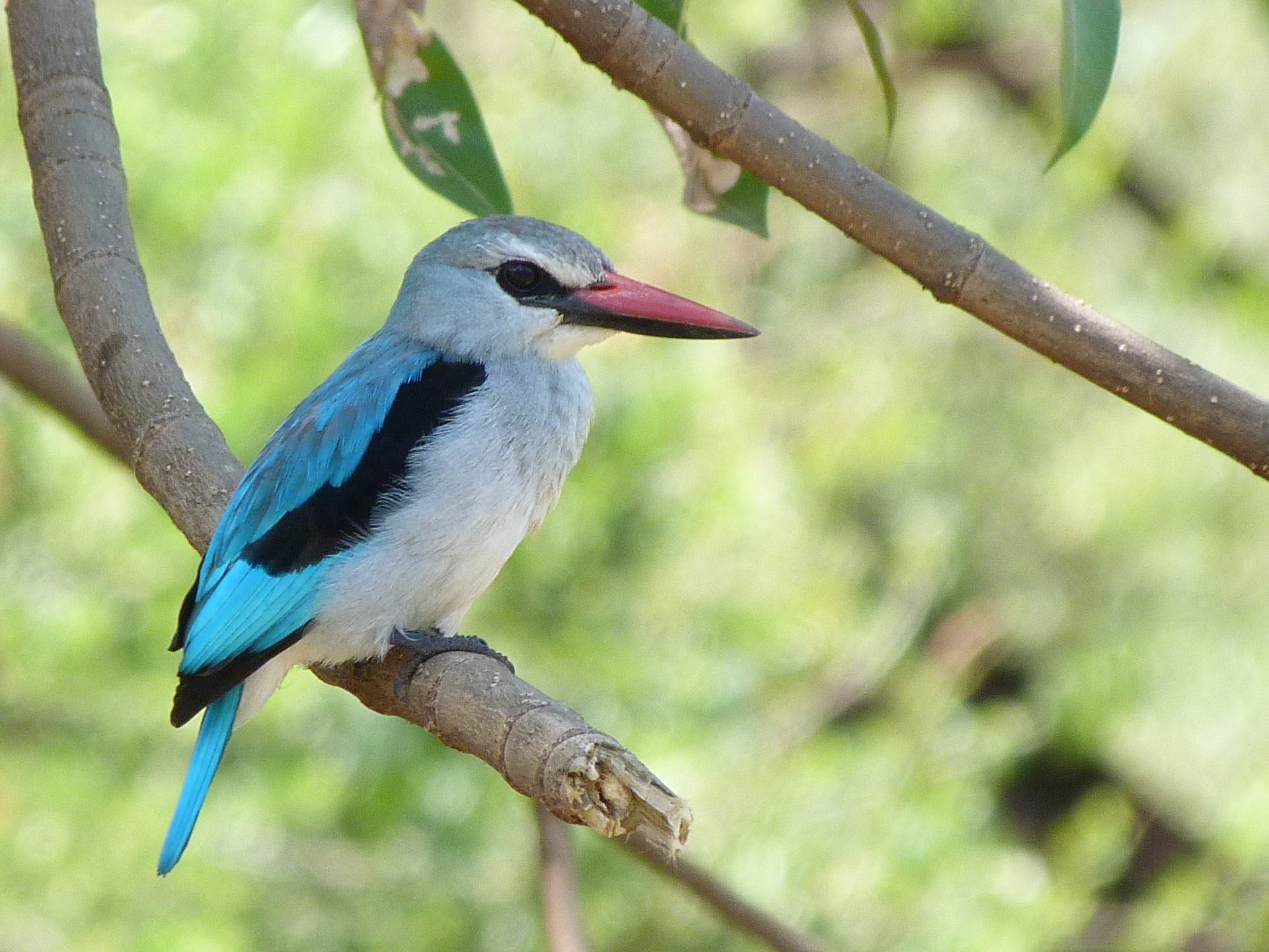 Image: Woodland Kingfishers (Halcyon senegalensis) is a typical dry bush species across much of Africa