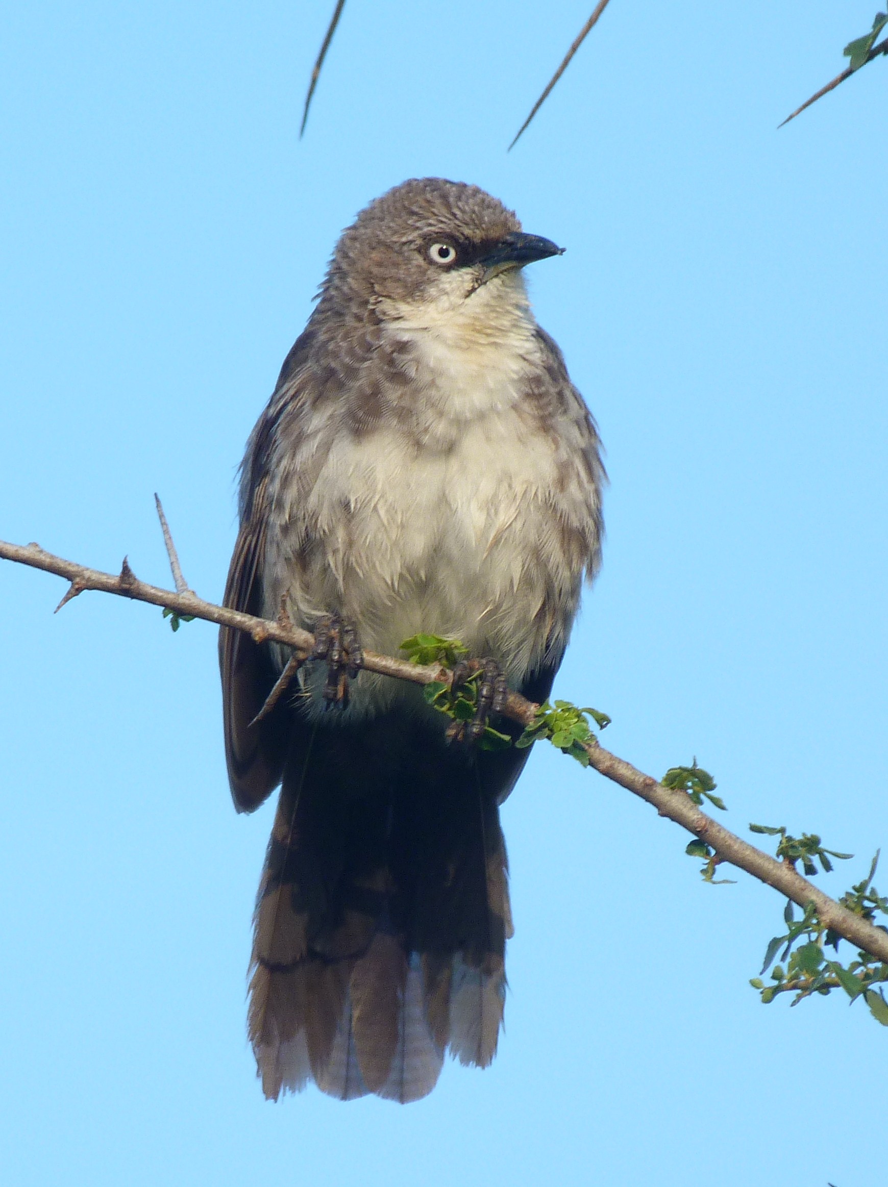 Image: Northern Pied Babbler (Turdoides hypoleuca) can be found in many savannah areas in Northern Tanzania