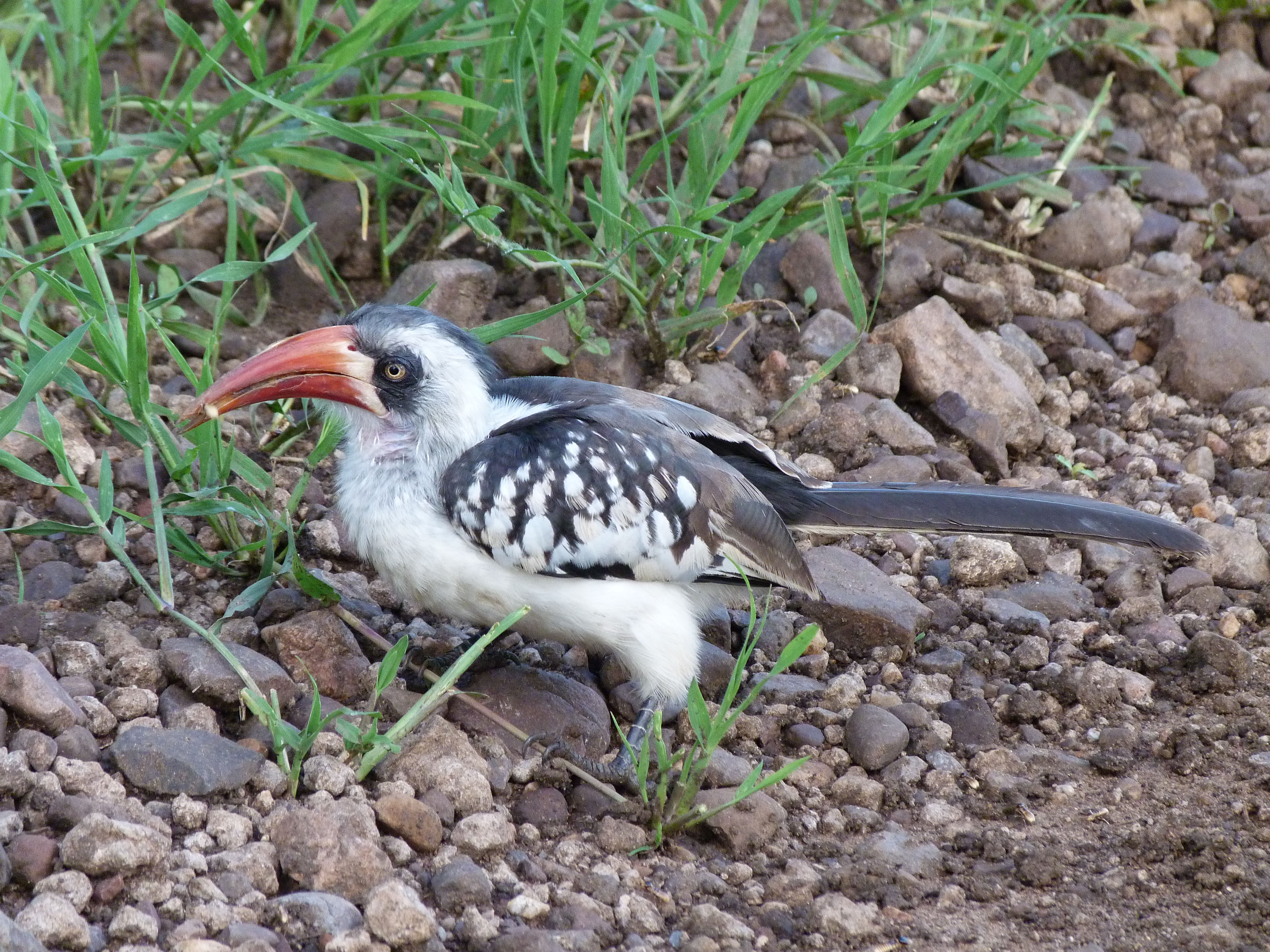 Image: The recently described Ruaha Hornbill (Tockus ruahae) is found only in the dry bush country of Tanzania