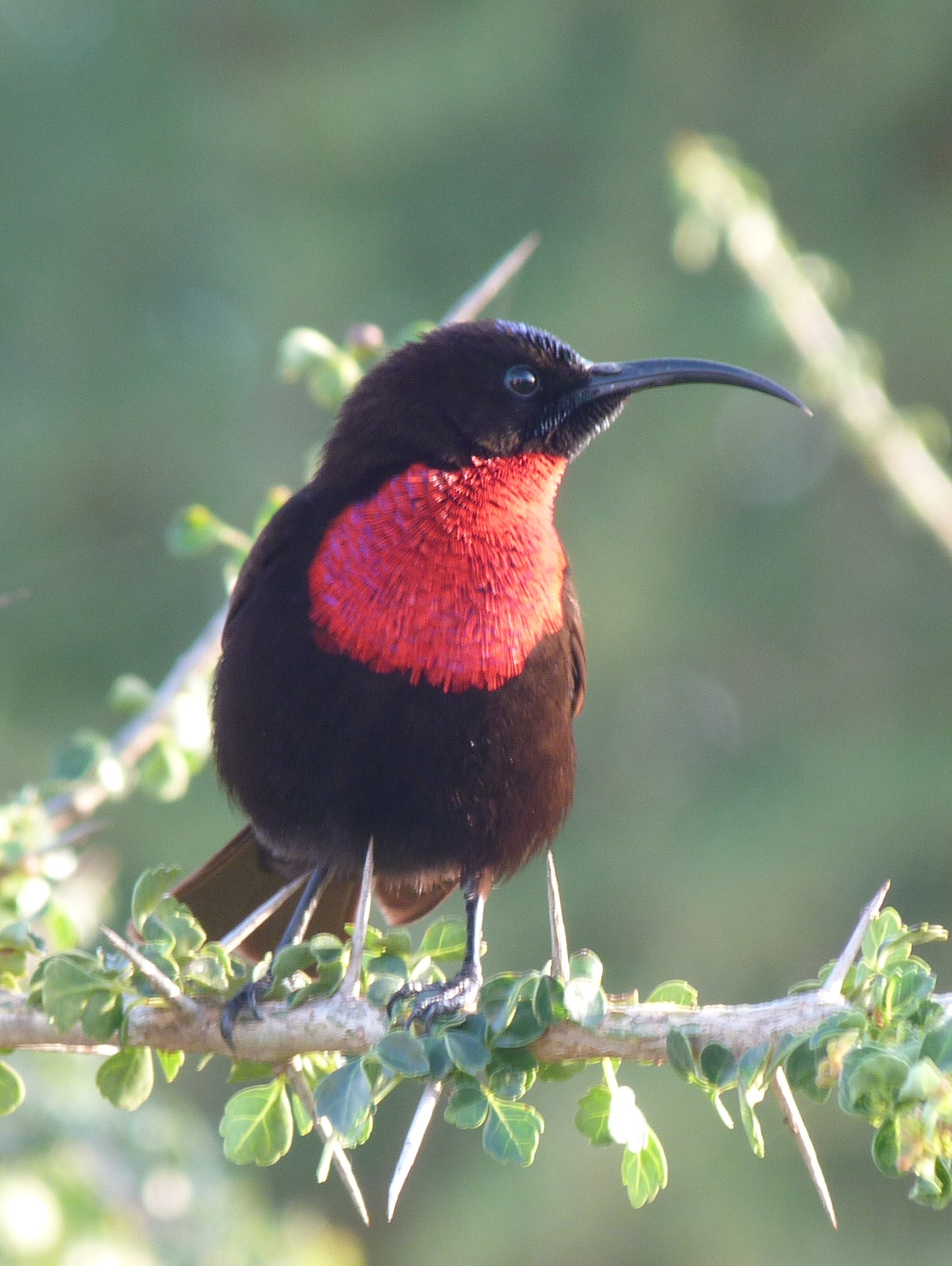 Image: Male Scarlet-chested Sunbirds (Chalcomitra senegalensis) are typical birds of the dry bush, feeding on nectar
