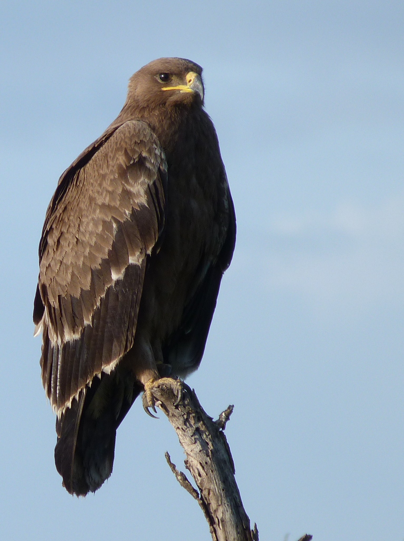 Image: This immature Steppe Eagle (Aquila nipalensis) is a winter visitor to the dry bush of Tanzania