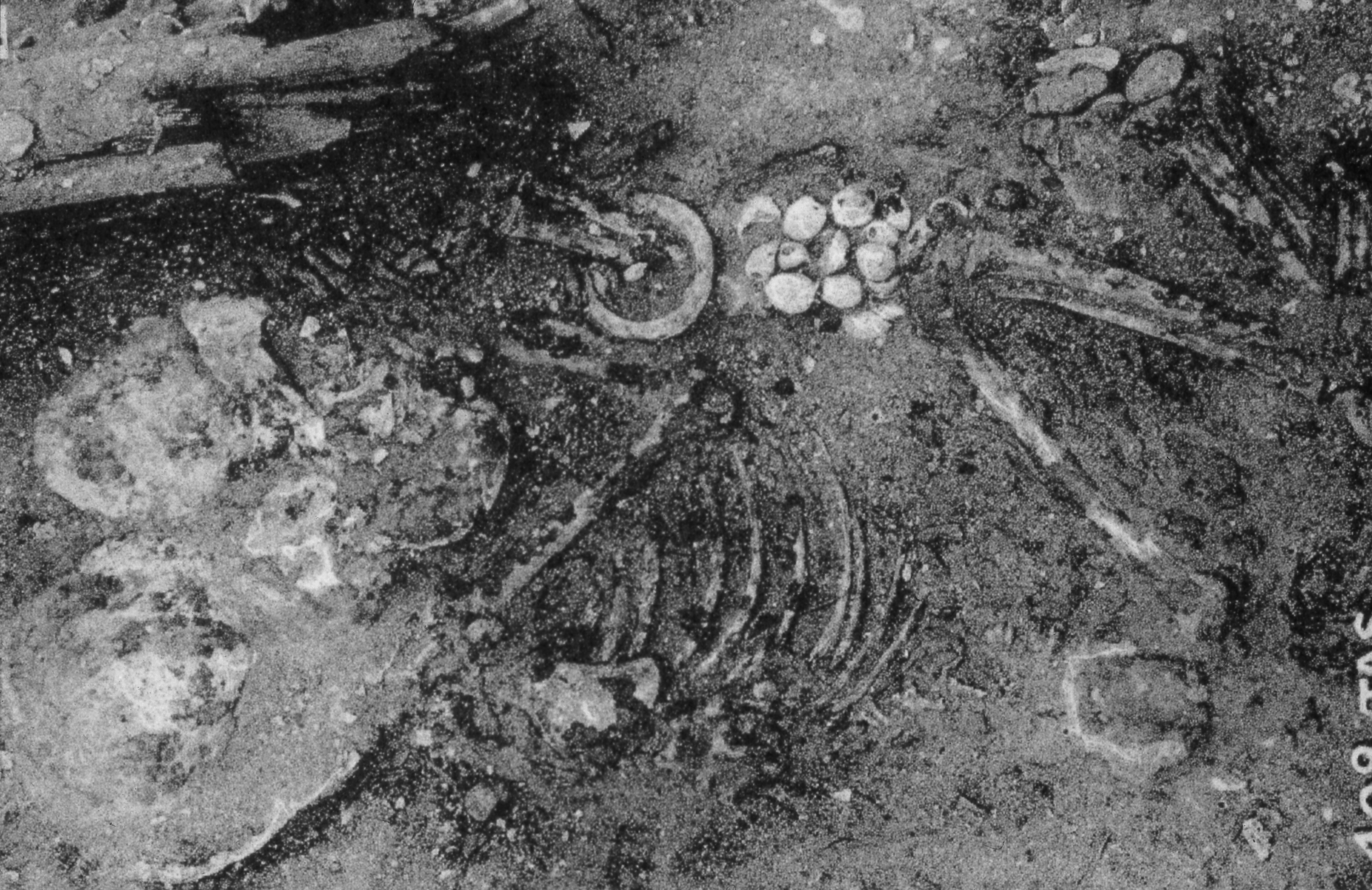Image: Grave 408, Mostagedda. Late Neolithic/Tasian. Credit: G. Brunton, Mostagedda and the Tasian Culture (London 1937) Pl. VI.