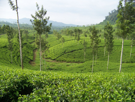 Tea Plantation (flickr/dadanhamdani)