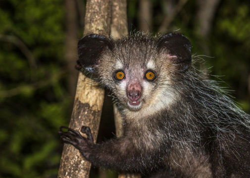 The native Malagasy people cried out in astonishment when they saw the two aye-ayes French explorer Pierre Sonnerat had captured to bring back to Europe in 1780 - that is how the strange looking primate is said to have acquired its name. 