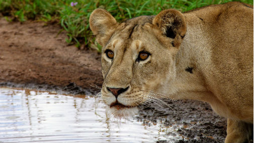 Lions, and the Serengeti as a whole, are under increasing pressure.  Photo credit: Dr Colin Beale
