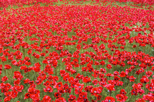 Ceramic poppies installation for Remembrance Day at the Tower of London