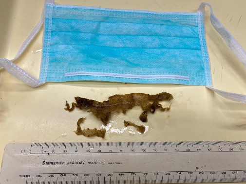 Im Inneren der Grünen Meeresschildkröte wurden die Überreste einer Einweg-Gesichtsmaske gefunden, welche während der COVID-19-Pandemie verwendet wurde.