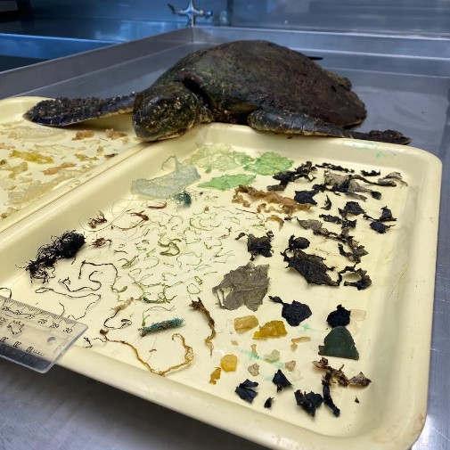 COVID-19-Artefakte, gefunden in einer Grünen Meeresschildkröte, die an der Küste von Queensland geborgen wurde