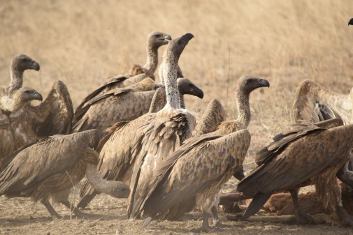 Study shows vultures have an appetite for long-distance travel - News and  events, University of York
