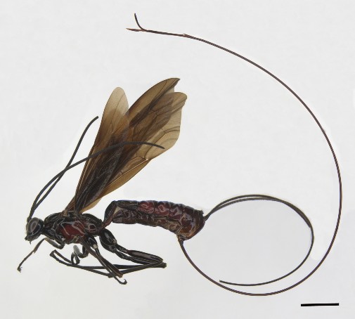One of the Darwin wasps captured in the study, Dolichomitus megalourus. Photo taken by Isamara Santos and published as Figure 2a in the study, reproduced with changes under licence.