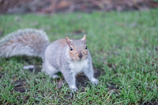 A wild Grey Squirrel