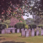 Image of a cemetery