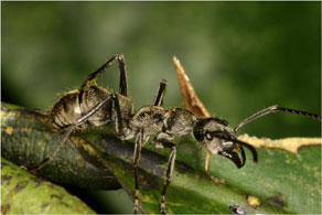 Diacamma intricatum, a predatory ant commonly seen foraging in forest as well as in oil-palm plantations. Photo credit: Noel Tawatao.
