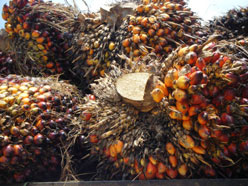 Oil palm fruit