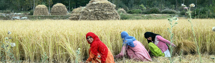 Women working in fields, Kashmir (8142404835).jpg