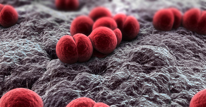 Meningococcus (Copyright: Sebastian Kaulitzki)