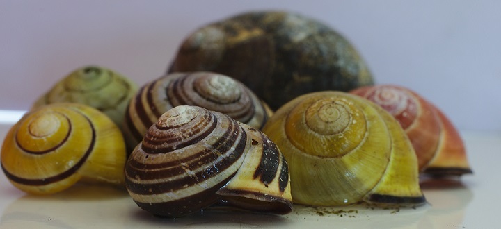 Snail Shells. University of York
