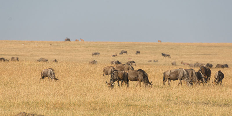 Antelope grazing on grass in Africa