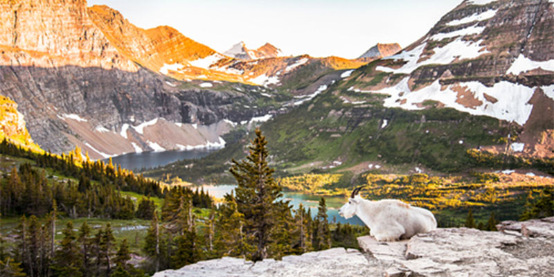 A mountain goat sits on a rock ledge in Montana