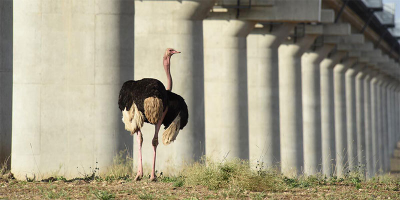 Ostrich walking next to building