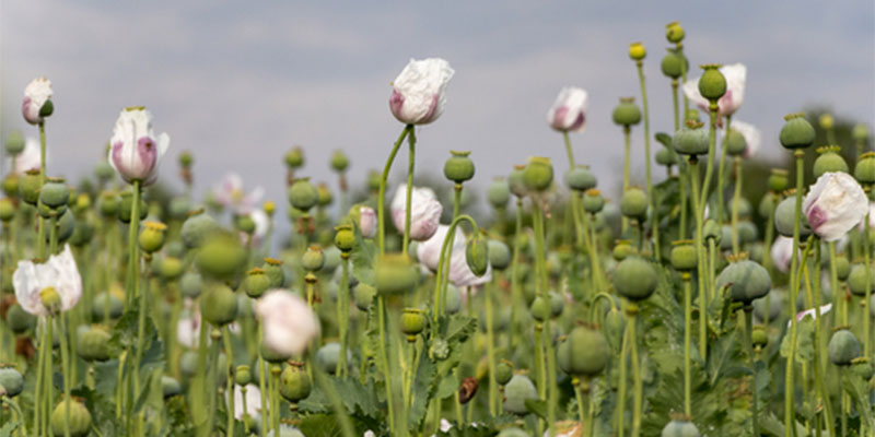 A field of white poppies