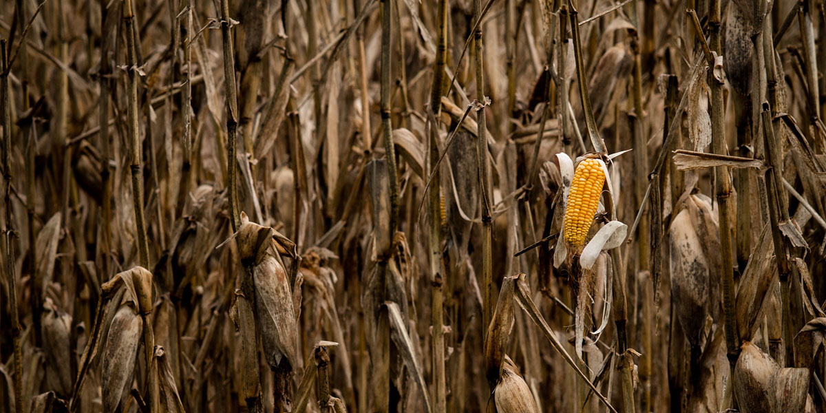 Dry corn field