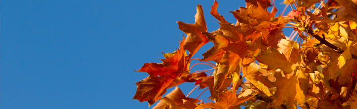 Autumn leaves against a blue sky