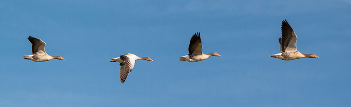 Geese flying away