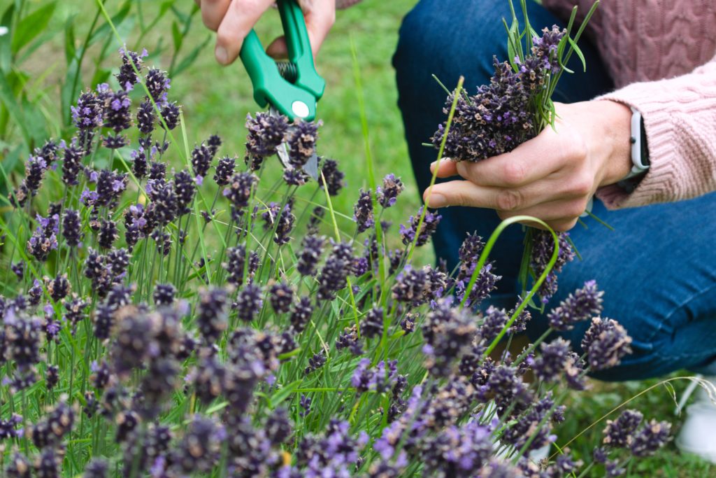 Person tending lavender plant. Photo: Kaur Kristjan / Unsplash.