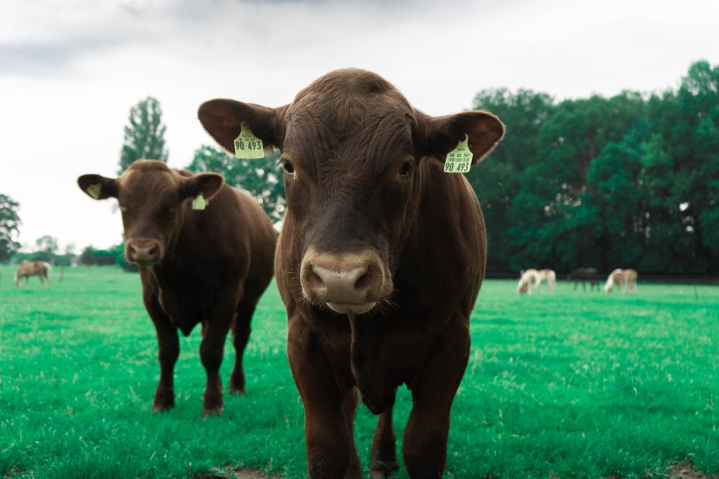 Close-up of 2 young brown cows on green grass field. Photo: Omar Ram / Unsplash.