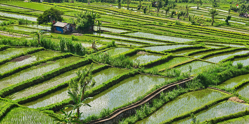 Rice cultivation contributes to methane emissions. Paddy field in Indonesia Steve Douglas / Unsplash