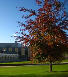 Around 45,000 trees and shrubs have been planted on campus