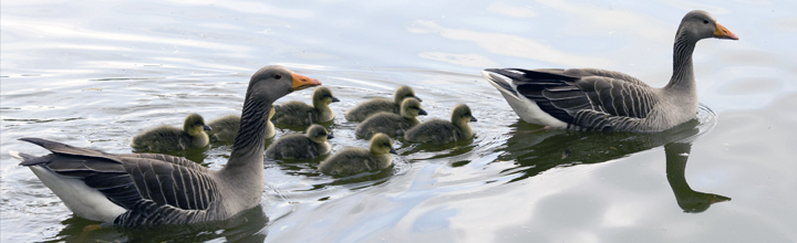 Two geese with goslings