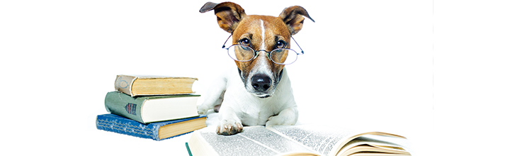 Image of a studious dog and books to accompany news item with advice on study and revision techniques.