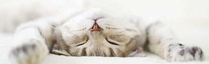 Image of a sleeping cat