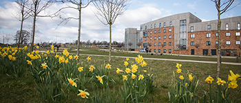 Daffodils alongside campus buildings