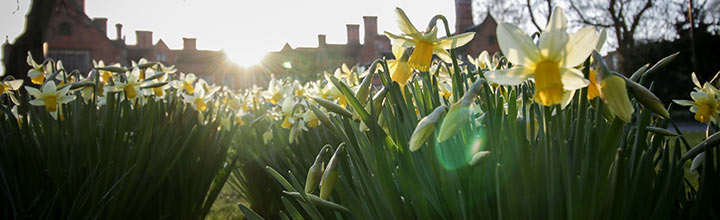 Image of daffodils with Heslington Hall in the background