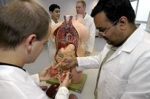 Medical students working with anatomical models