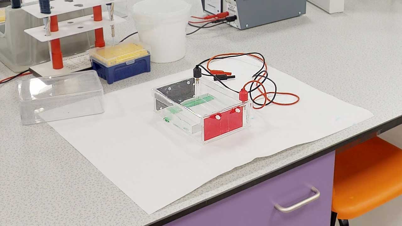 Agarose gel tank (Agarose gel electrophoresis)