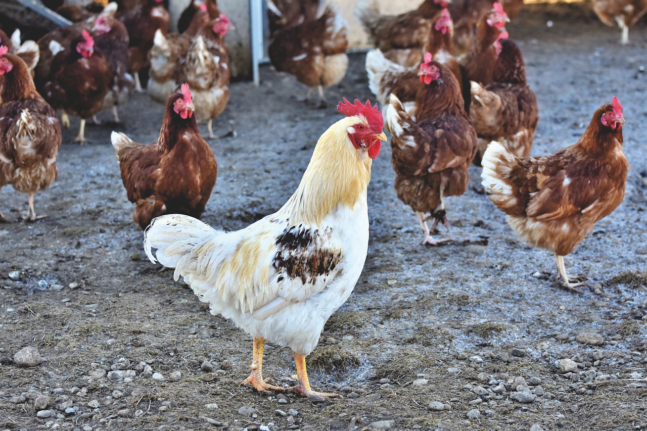 Chickens in a yard