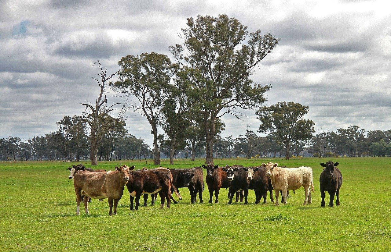 Cows in field in Australia